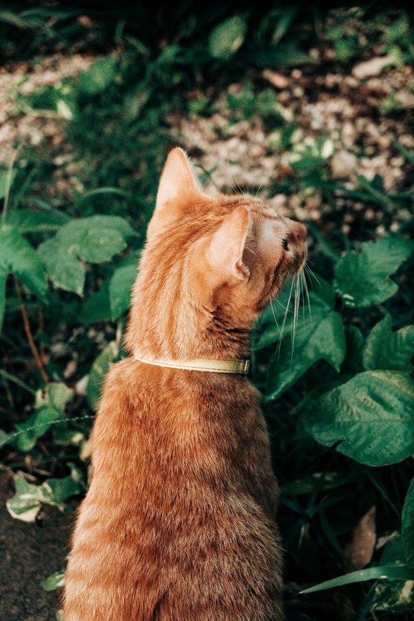 How to create a pet-friendly garden that supports local wildlife in the UK?